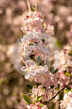 Bee Pollinates Pink Dogwood Blooms