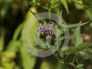 A bee pollinates a plant