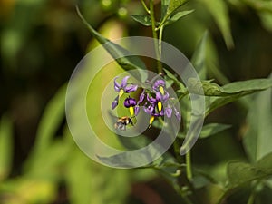 A bee pollinates a plant