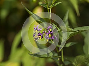 A bee pollinates a plant