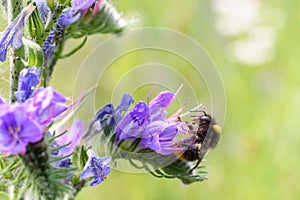 A bee pollinates a purple flower, on a sunny day, a very small depth of field. Macro photo.