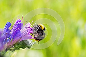 A bee pollinates a purple flower, on a sunny day, a very small depth of field. Macro photo.