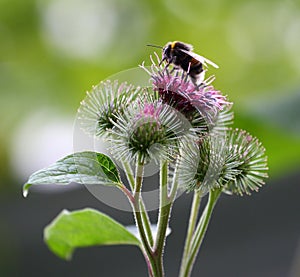 Bee pollinates the purple flowers of the wild agrimony