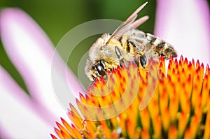 bee pollinates summer echinacea purpurea/bee pollinates a colour