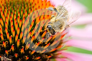 bee pollinates summer echinacea purpurea /bee pollinates a colourful flower, close up