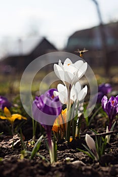 A bee pollinates a white crocus, with purple and yellow crocuses in the background. Spring flowers