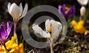 A bee pollinates a white crocus, with purple and yellow crocuses in the background. Spring flowers