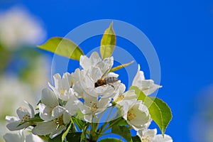 The bee pollinates the white flowers of the apple
