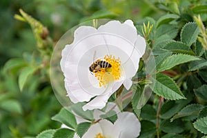 Bee Pollinates White Hips Flower, Ukraine