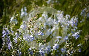 Bee pollinates the wild flowers. Aromatic spring meadow