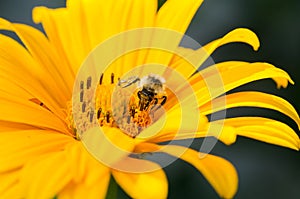 Bee pollinates a yellow flower