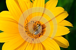 Bee pollinates a yellow flower