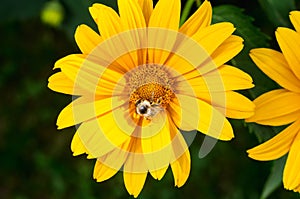 Bee pollinates a yellow flower