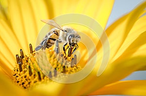 Bee pollinates a yellow flower/bee pollinates a yellow flower, Pollinations of concept