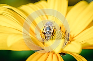 Bee pollinates a yellow flower/bee pollinates a yellow flower, Pollinations of concept