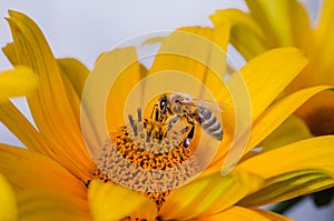Bee pollinates yellow flower/pollination of a yellow flower by a bee