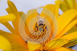 Bee pollinates yellow flower/pollination of a yellow flower by a bee