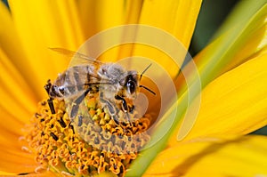 Bee pollinates yellow flower/pollination of a yellow flower by a bee