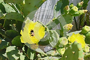 The bee pollinates the yellow flowers and ovaries of the edible prickly pear cactus, close-up