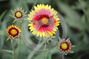 Bee pollinates a yellow-red Firewheel