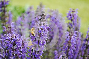 Bee pollinating