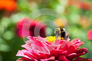 Bee pollinating