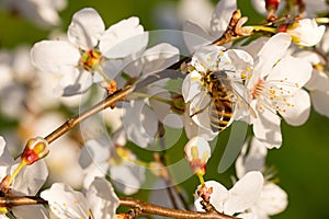 Bee pollinating almond tree