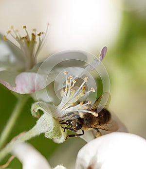 Bee pollinating apple flower