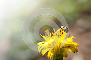 Bee pollinating background