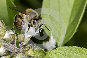 Bee pollinating basil flower extreme close up