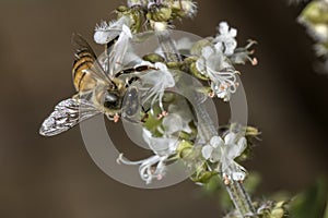 Bee pollinating basil flower extreme close up