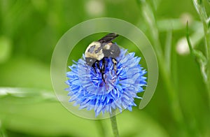 A bee pollinating a beautiful blue Bachelor`s Button flower