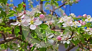 Bee pollinating on blooming cherry tree at sunny spring day with blue sky background