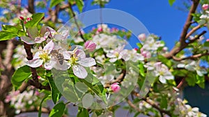 Bee pollinating on blooming cherry tree at sunny spring day with blue sky background
