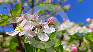 Bee pollinating on blooming cherry tree at sunny spring day with blue sky background