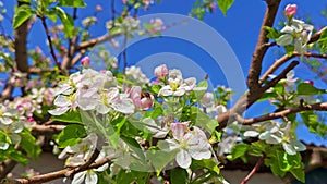 bee pollinating on blooming cherry tree at sunny spring day with blue sky background