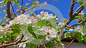 bee pollinating on blooming cherry tree at sunny spring day with blue sky background