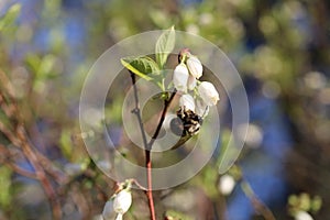 Bee pollinating blue berry buds in the spring time