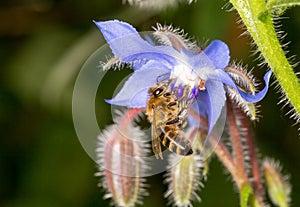 Bee pollinating Blue Purple Starflower Borago Officinalis