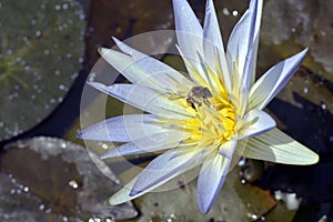 Bee pollinating blue waterlily