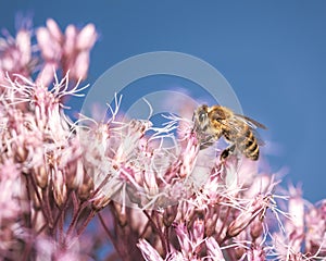 Bee pollinating at a boneset flower