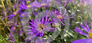 bee pollinating bright violet wild flowers super bloom isolated