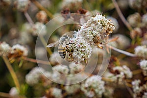 Bee pollinating California Buckwheat Eriogonum fasciculatum wildflowers, Alviso marsh, California photo