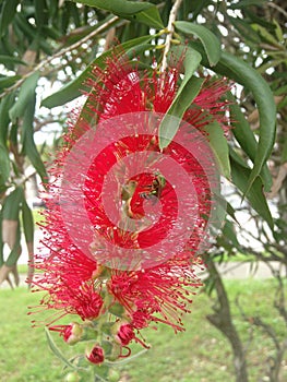 Bee Pollinating Callistemon Citrinus Plant Blossoming in South Daytona