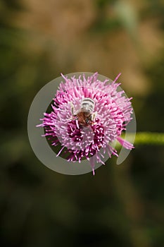 Bee pollinating carduus purple thistle flower in spring. Insect on flowering plant. Soft focused vertical macro shot