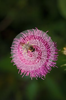 Bee pollinating carduus purple thistle flower in spring. Insect on flowering plant. Soft focused vertical macro shot