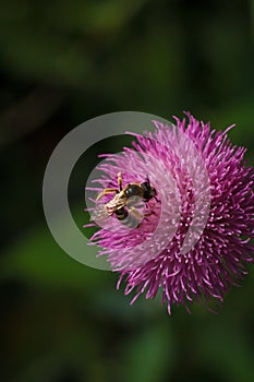 Bee pollinating carduus purple thistle flower in spring. Insect on flowering plant. Soft focused vertical macro shot.