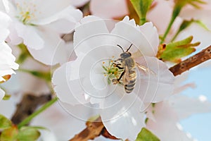 Bee pollinating cherry tree flowers