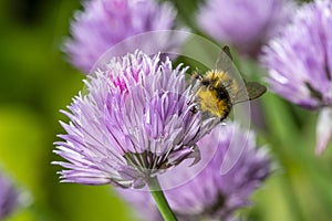 Bee Pollinating Chive Flowers in a Garden