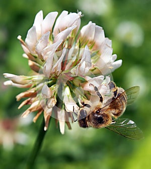 Bee pollinating clover flower